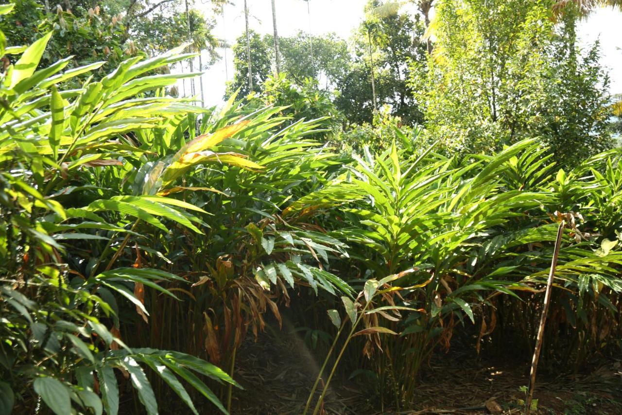 Spice Valley Home Stay & Tree House מונאר מראה חיצוני תמונה